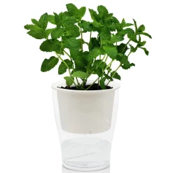 Raffy medium vaso autoinnaffiante per esterno e interno fiordaliso large bianco opaco e trasparente d17.3xh21.2 cm
